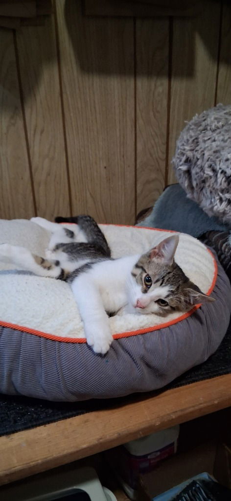 adoptable Cat in Hagaman, NY named Bert