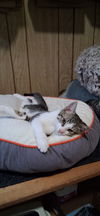 adoptable Cat in , NY named Bert