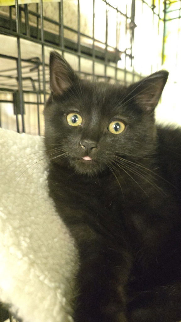 adoptable Cat in Hagaman, NY named Stitch