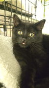 adoptable Cat in hagaman, NY named Stitch