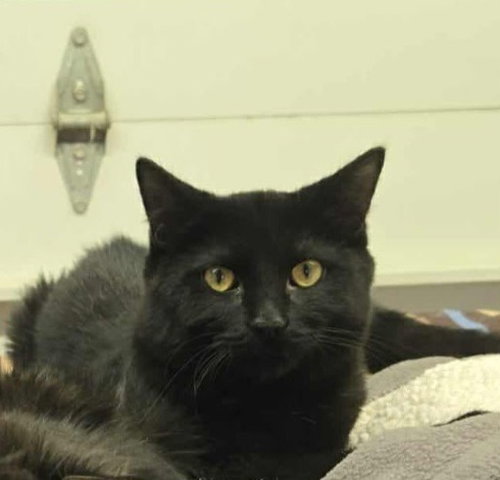 STITCH - American Shorthair available for adoption