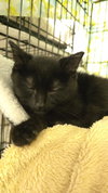 Stitch - Photo 4