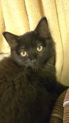 adoptable Cat in  named Lilo