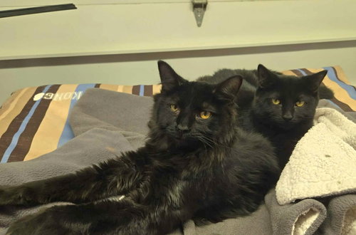 picture of the cat needing adoption