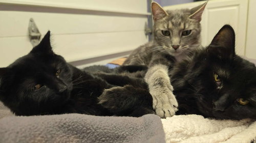 LILO - Domestic Long Hair available for adoption
