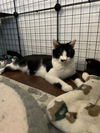 adoptable Cat in hagaman, NY named Fiona