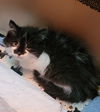 adoptable Cat in hagaman, NY named Parsnip