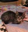 adoptable Cat in Hagaman, NY named Asparagus