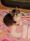 adoptable Cat in Hagaman, NY named Artichoke