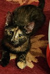 adoptable Cat in Hagaman, NY named Brunia