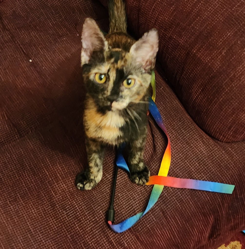 adoptable Cat in Hagaman, NY named Azalea
