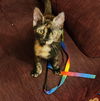 adoptable Cat in Hagaman, NY named Azalea