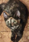 adoptable Cat in hagaman, NY named Marigold