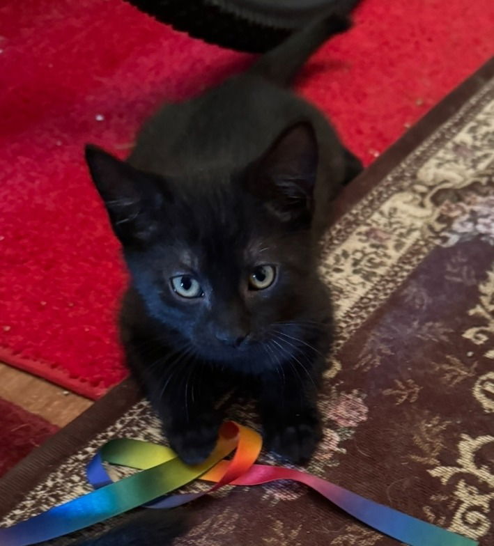 adoptable Cat in Hagaman, NY named Periwinkle