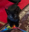 adoptable Cat in hagaman, NY named Periwinkle