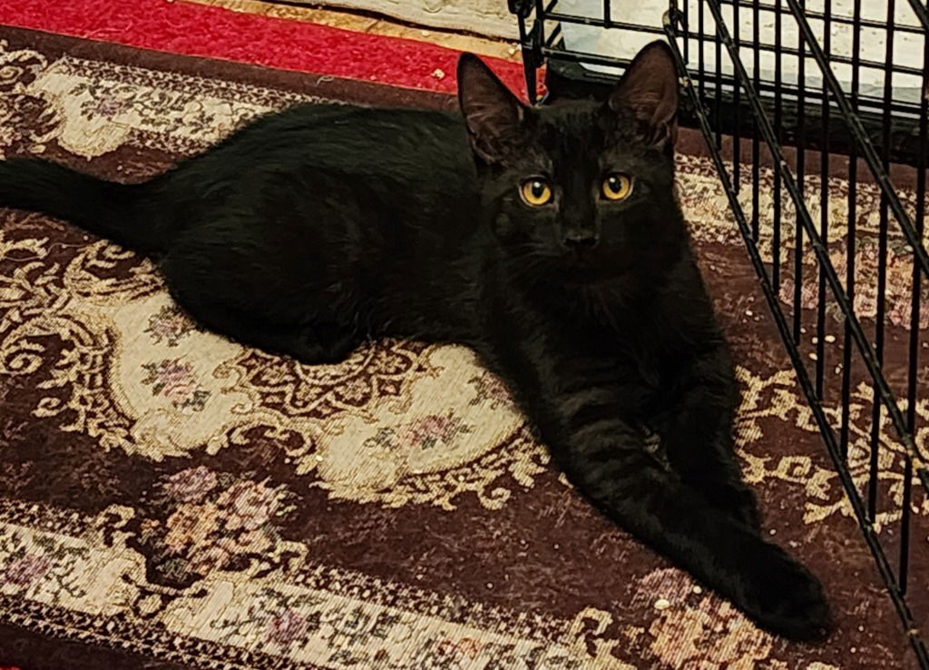 adoptable Cat in Hagaman, NY named Larkspur
