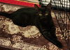 adoptable Cat in hagaman, NY named Larkspur