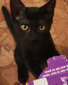 adoptable Cat in hagaman, NY named Snapdragon