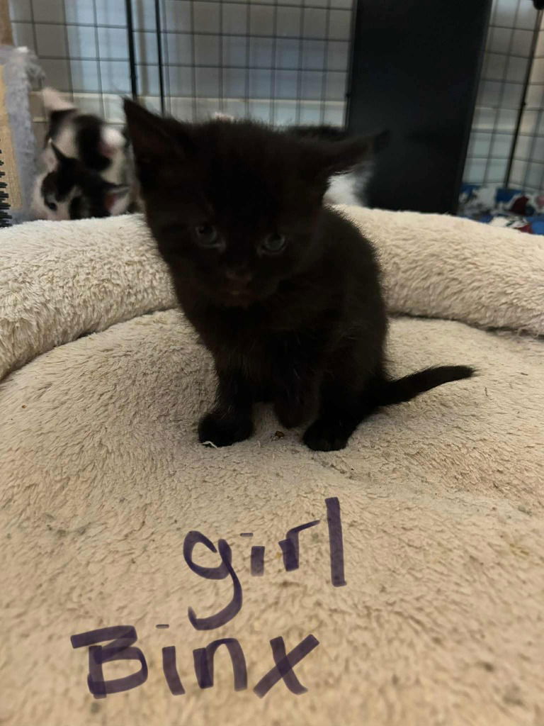adoptable Cat in Hagaman, NY named Binx
