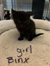 adoptable Cat in Hagaman, NY named Binx