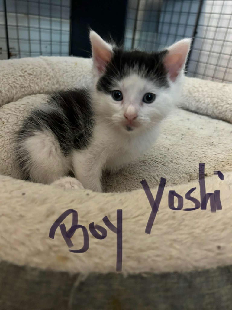 adoptable Cat in Hagaman, NY named Yoshi