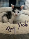 adoptable Cat in hagaman, NY named Yoshi