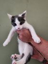 adoptable Cat in hagaman, NY named Foxtrot