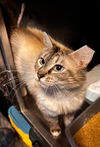 adoptable Cat in hagaman, NY named Pulaski