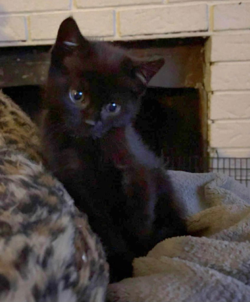 adoptable Cat in Hagaman, NY named Rigatoni