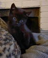 adoptable Cat in hagaman, NY named Rigatoni