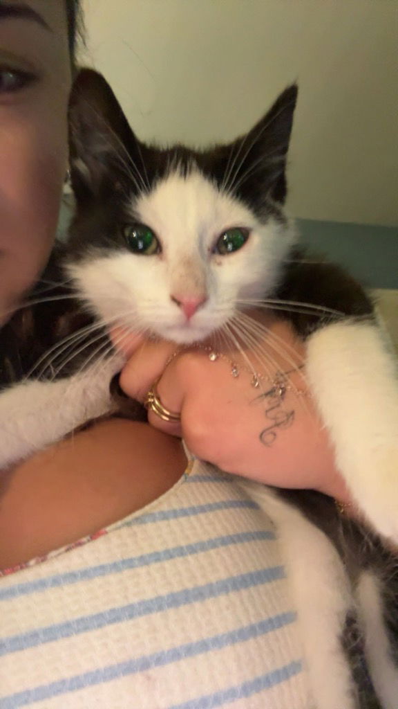 adoptable Cat in Hagaman, NY named Fettuccini