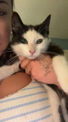 adoptable Cat in Hagaman, NY named Fettuccini