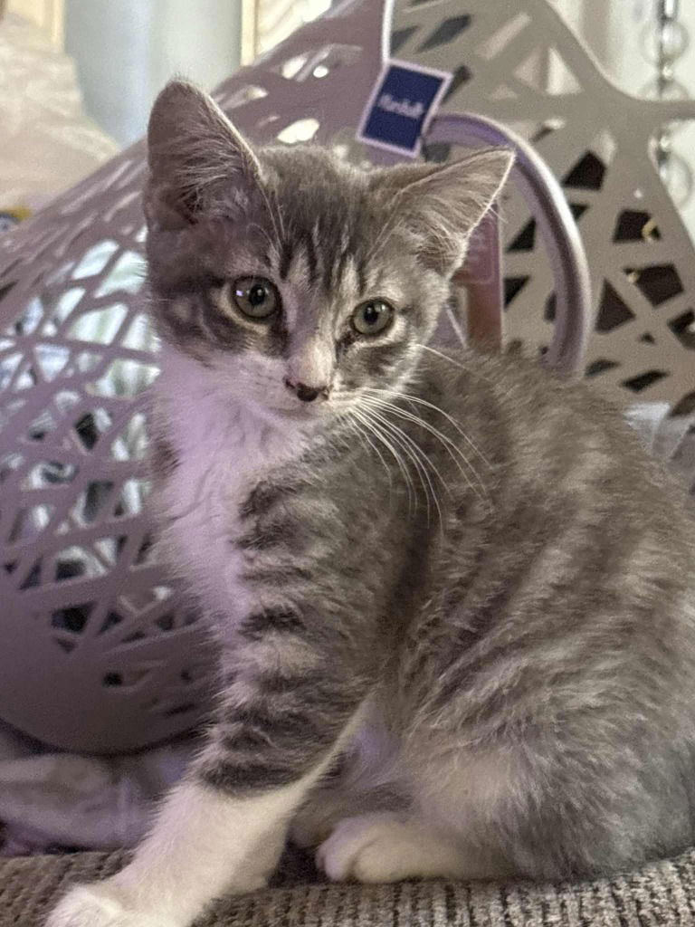 adoptable Cat in Hagaman, NY named Marylin