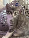 adoptable Cat in hagaman, NY named Marylin