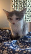 adoptable Cat in hagaman, NY named Monroe