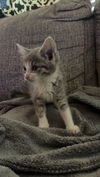 adoptable Cat in hagaman, NY named Furious the destroyer