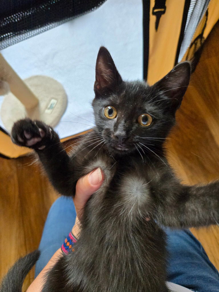 adoptable Cat in Hagaman, NY named Mardi
