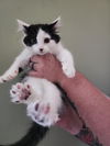 adoptable Cat in  named Bogey