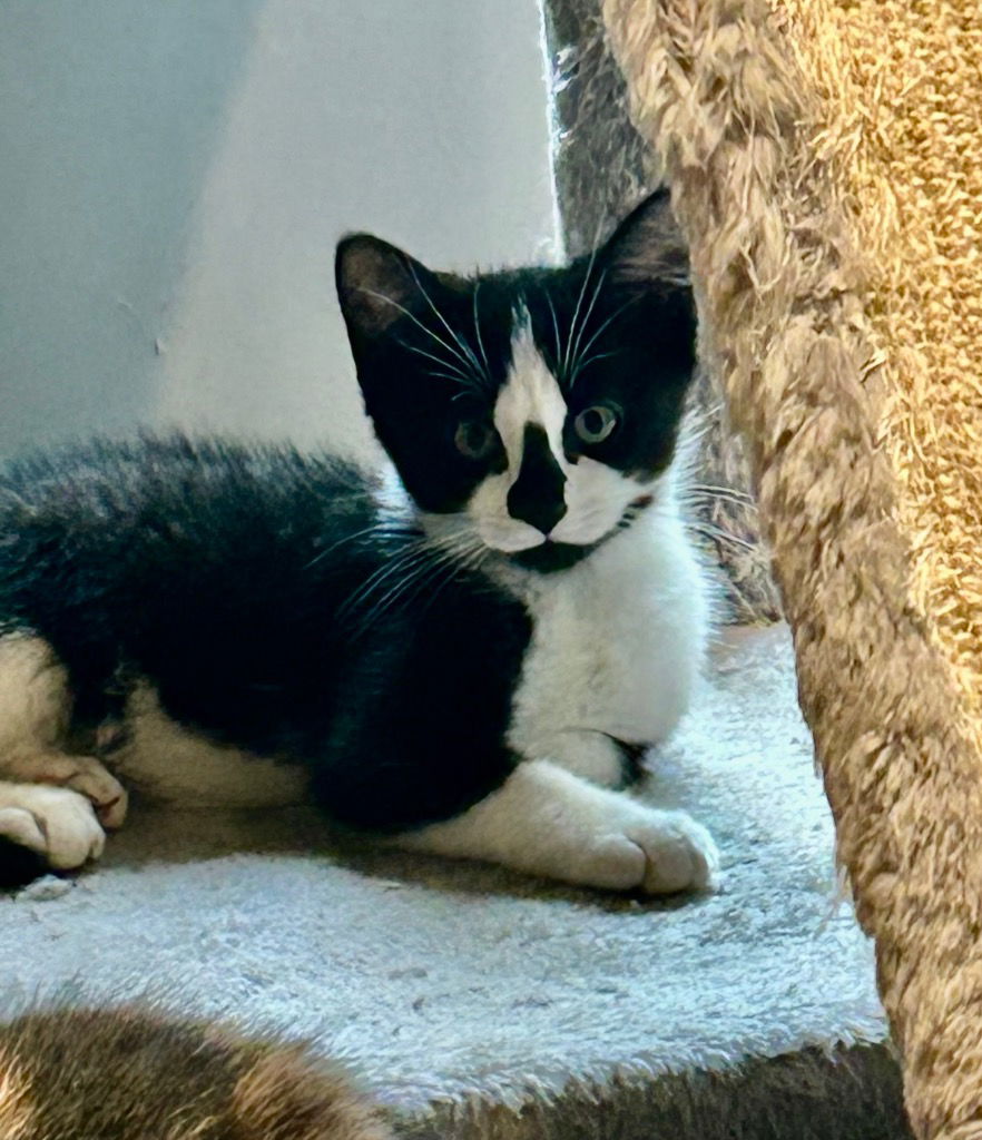 adoptable Cat in Hagaman, NY named Dawson