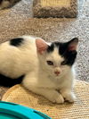 adoptable Cat in  named Belle