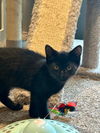 adoptable Cat in  named Pacey