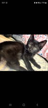 adoptable Cat in  named Hap (dk blue)