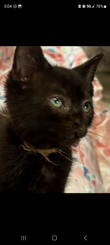 adoptable Cat in Hagaman, NY named Binj (gold)