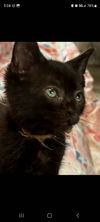 adoptable Cat in  named Binj (gold)