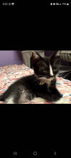 adoptable Cat in  named Mishiela (yellow/gold)