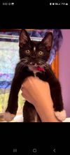 adoptable Cat in  named Mag (magenta)