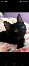 adoptable Cat in  named Sly (silver)