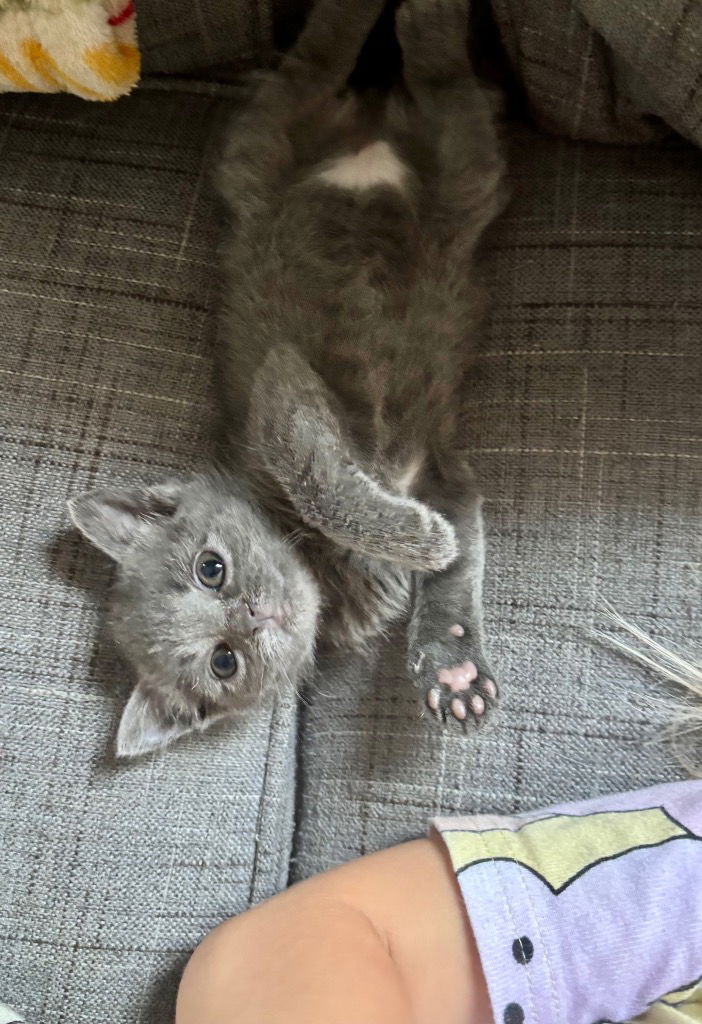 adoptable Cat in Hagaman, NY named Rage-ina