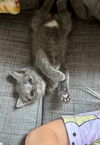 adoptable Cat in  named Rage-ina