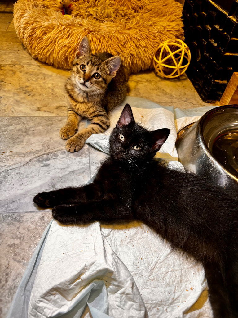 adoptable Cat in Hagaman, NY named Raspberry